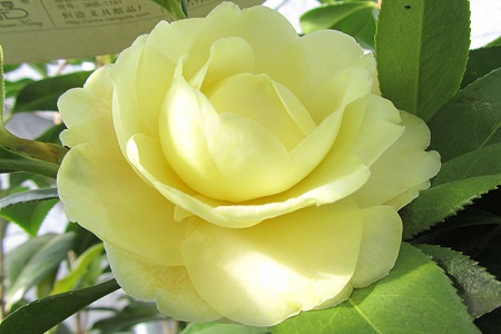 茶花可以种在院子里吗视频