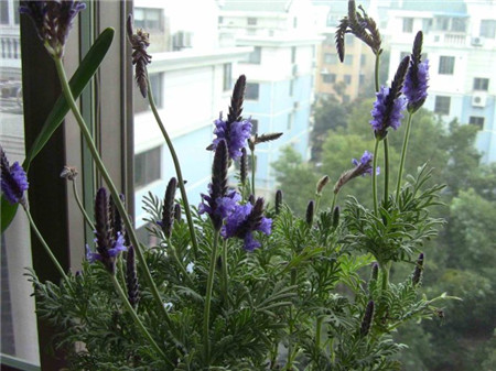 羽叶薰衣草的功效与作用