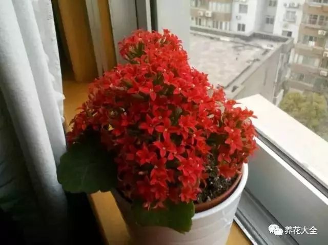 家里的花摆在什么位置