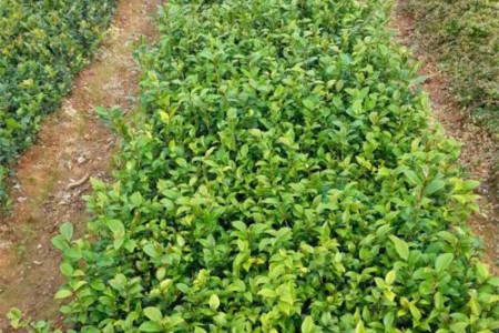 茶花小苗价格走势