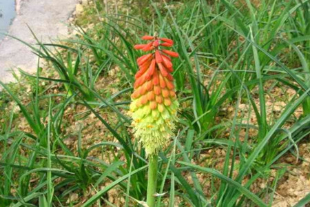 火炬花的养殖方法和管理