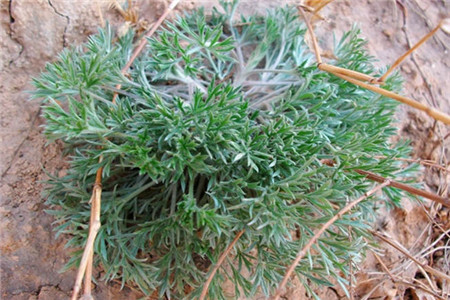 白蒿的功效与作用图片 禁忌