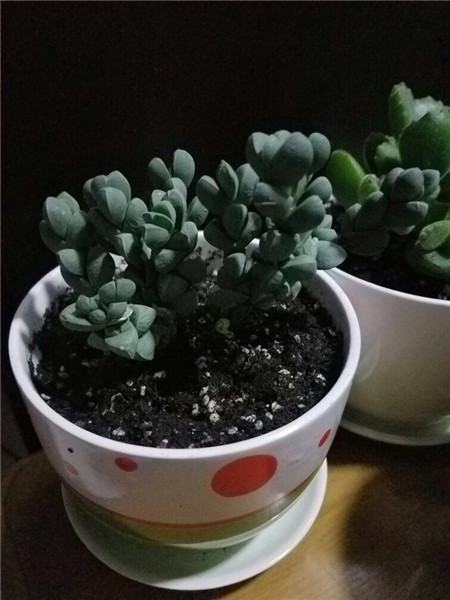 白凤菊和鹿角海棠怎么区别(鹿角海棠和鹿角海棠锦有什么区别)