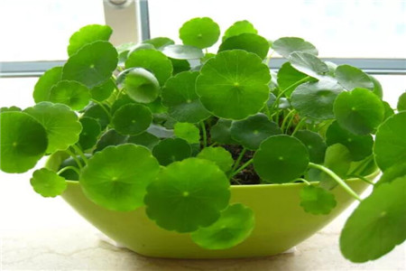 垂丝茉莉的养殖方法和注意事项