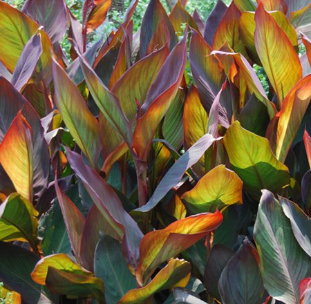 紫叶美人蕉的药用价值