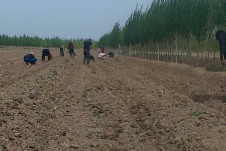 茶花小苗价格走势
