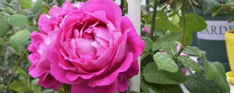 老桩月季移栽注意事项(老桩月季移栽注意事项视频)