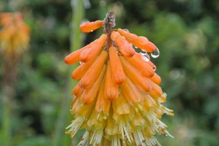 火炬花的养殖方法和管理