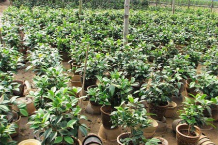 茶花小苗价格走势