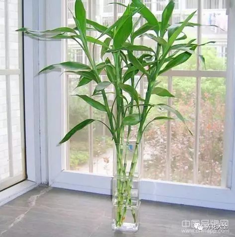 家里的花摆在什么位置