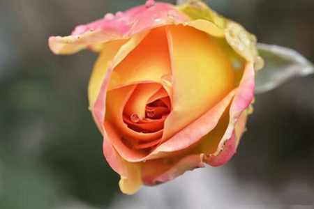 老桩月季移栽注意事项视频