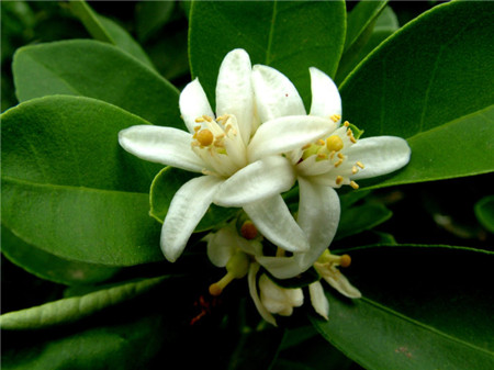 柑橘的花语和寓意