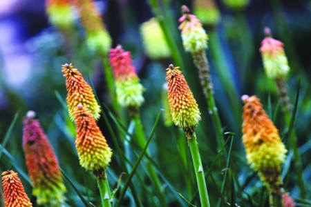 火炬花的养殖方法和管理