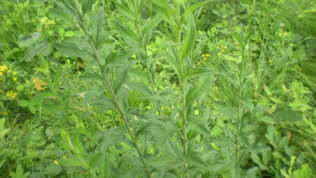 白蒿的功效与作用(白蒿的功效与作用图片 禁忌)