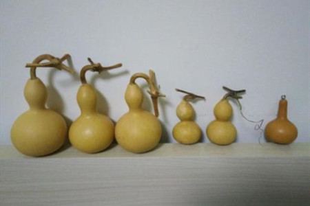 文玩葫芦怎么种的小