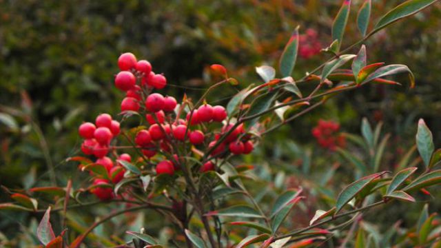 南天竹可以室内养殖吗(南天竹适合盆栽吗)