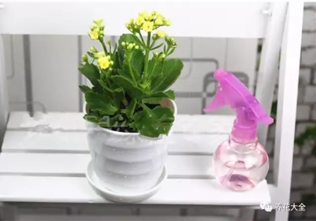 家里的花摆在什么位置