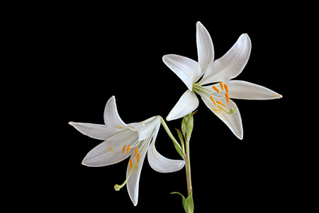 百合花怎么繁殖方法图解