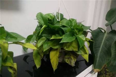 绿萝叶子发黄是什么原因?绿萝怎么养才能更旺盛?