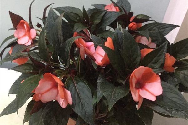 花种不发芽怎么办(花卉不发芽又不死是咋回事)