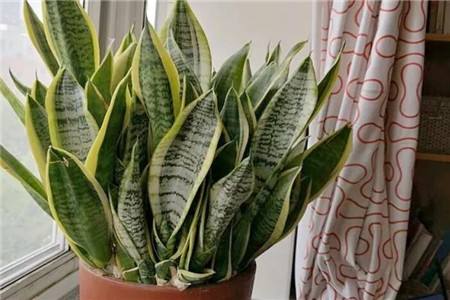 虎皮兰刚买回来载的时候用不用浇水