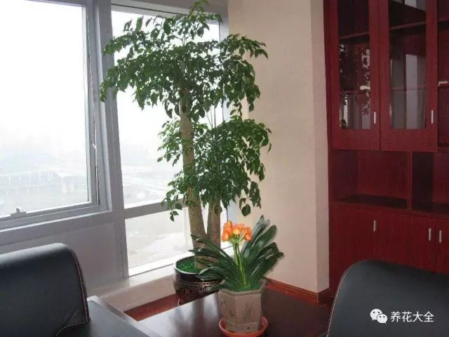 家里的花摆在什么位置