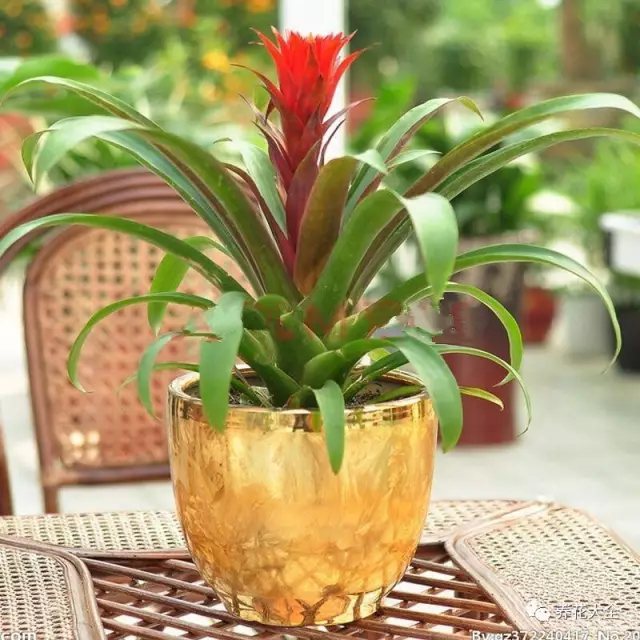 家里的花摆在什么位置