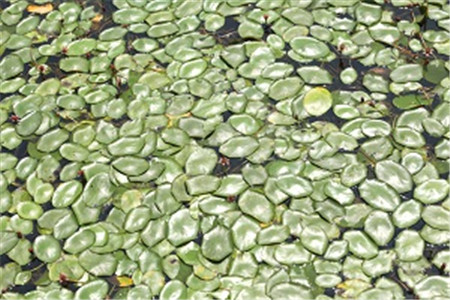 莼菜吃了有什么功效