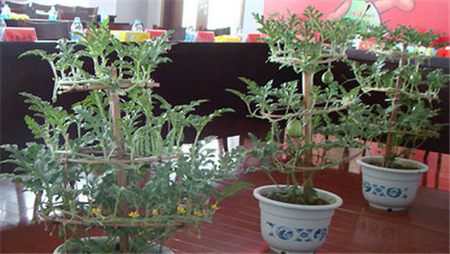 阳台种西瓜用什么土