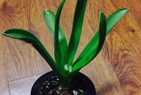 风信子开完花如何处理