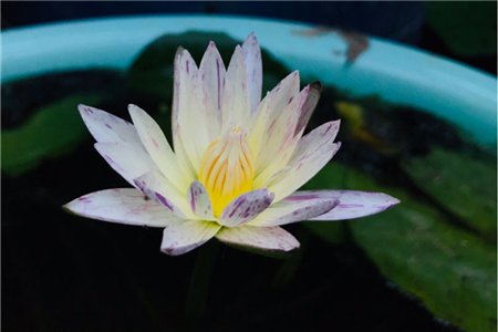 香港的区花是什么花?澳门的区花是什么花?