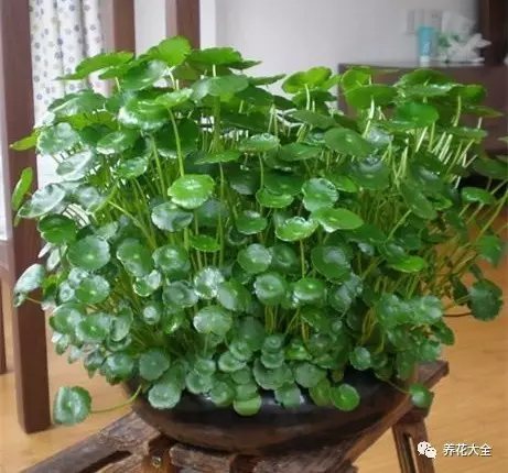 家里的花摆在什么位置