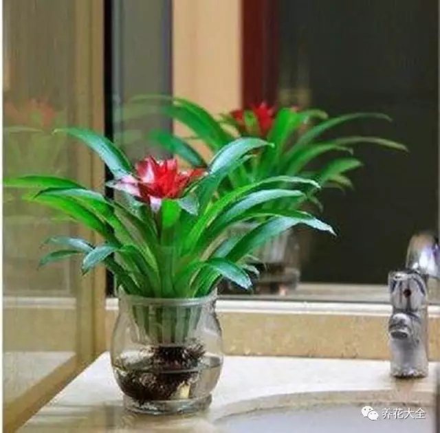 家里的花摆在什么位置