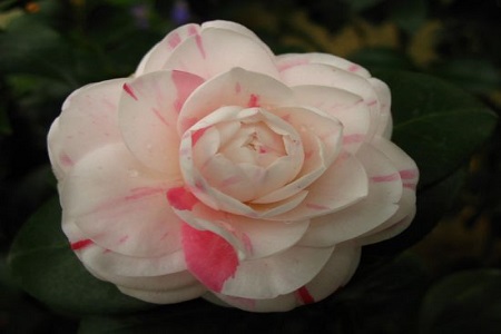 茶花可以种在院子里吗视频