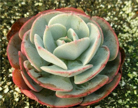 红粉台阁多肉好养吗