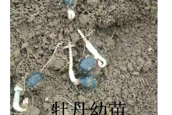 牡丹花种子怎么催芽牡丹花怕冻吗(牡丹花种子如何)