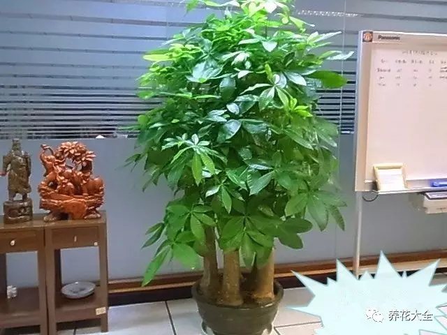 家里的花摆在什么位置