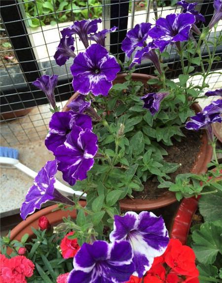 花卉不发芽又不死是咋回事