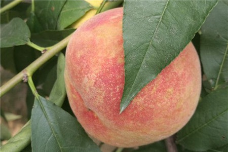 水蜜桃的管理技术及施肥时间