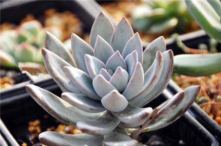 霜之朝怎么养护