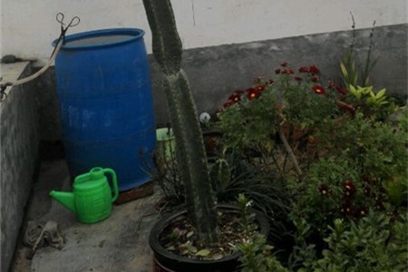 仙人棒有几种分别怎么浇水