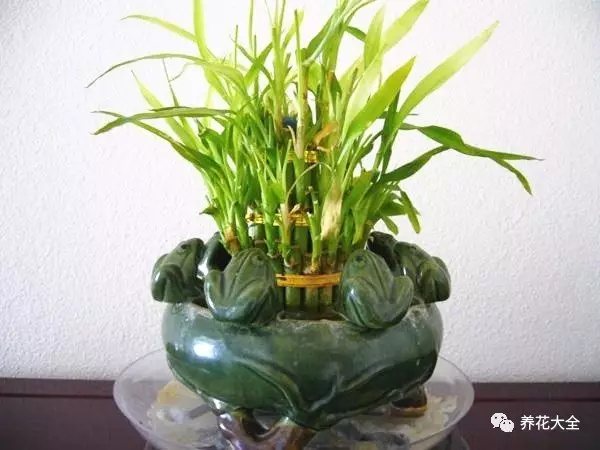 家里的花摆在什么位置