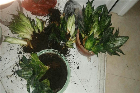 虎皮兰刚买回来载的时候用不用浇水