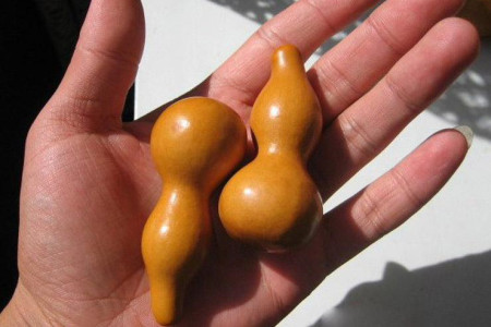 文玩葫芦怎么种的小