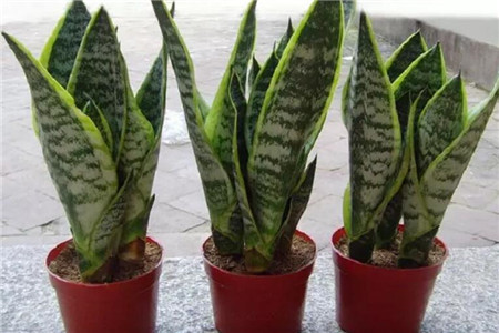 垂丝茉莉的养殖方法和注意事项