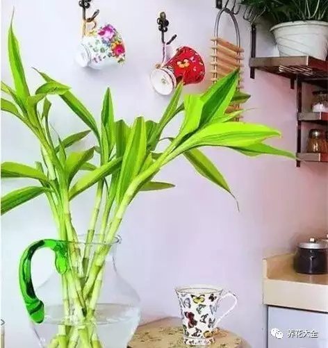 家里的花摆在什么位置