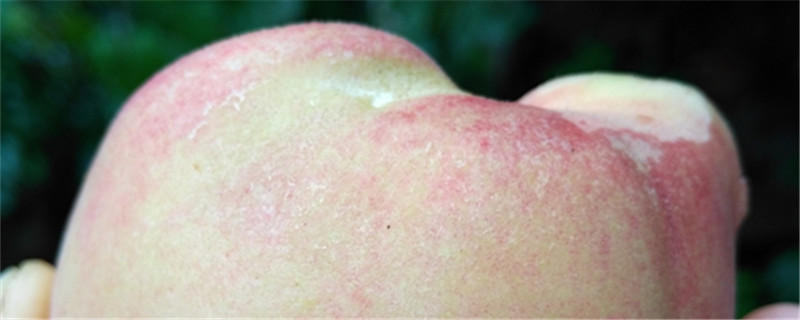 水蜜桃的种植与管理(水蜜桃的管理技术及施肥时间)