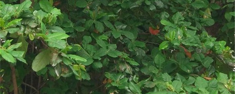 榄仁的养殖方法(榄仁的功效与作用)