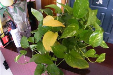 绿萝叶子发黄是什么原因?绿萝怎么养才能更旺盛?