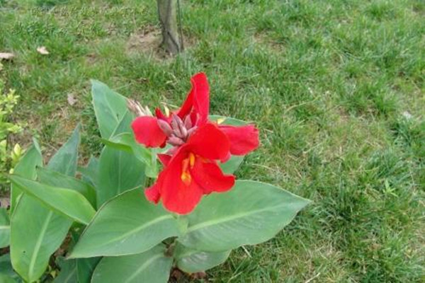 紫叶美人蕉的养殖方法及注意事项(紫叶美人蕉的药用价值)